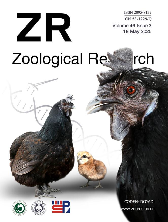 Large animal models for investigating the applications of