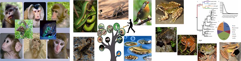 research paper for zoology research paper for zoology