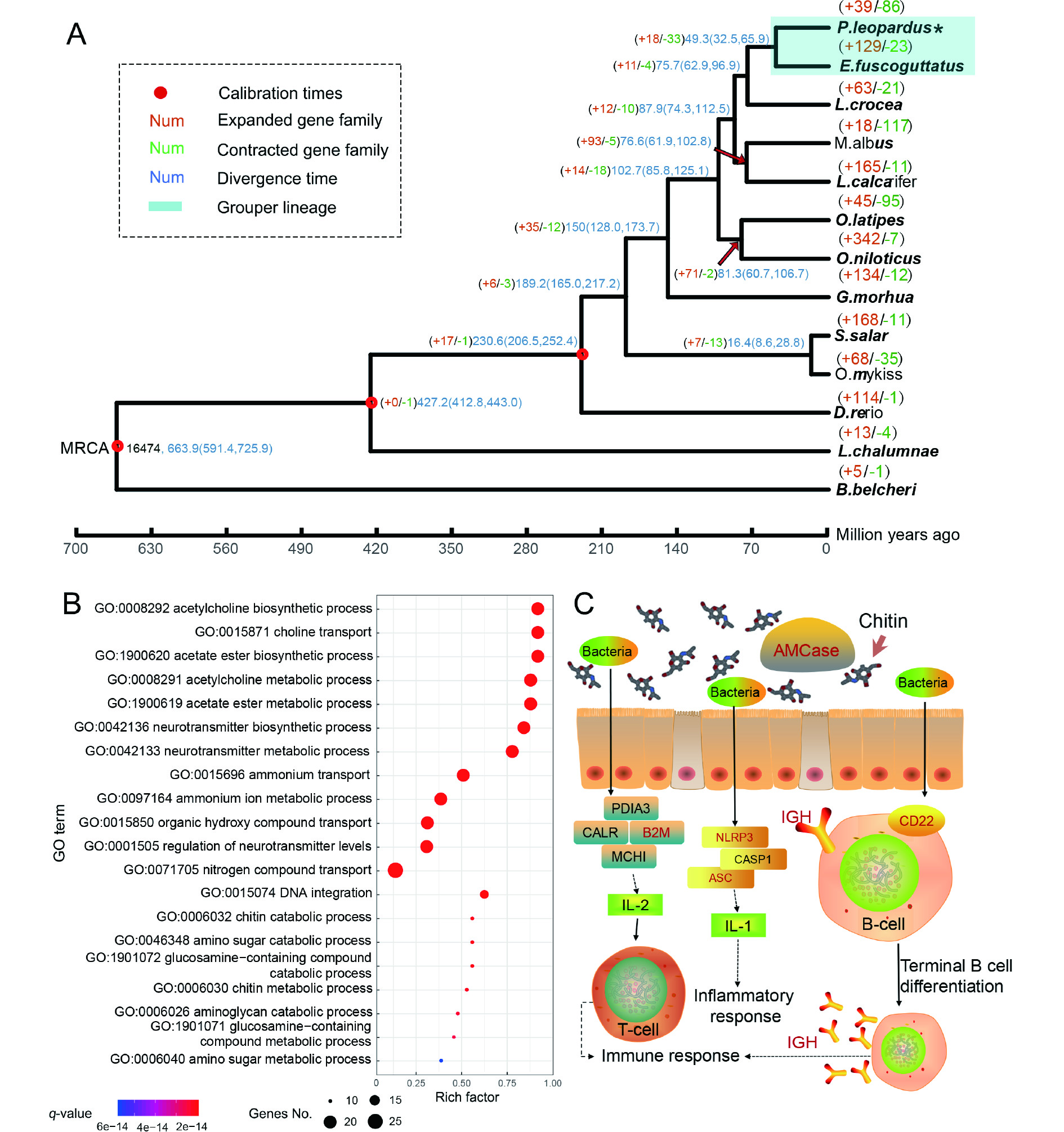 mee※ A systematic review of magnetic resonance lymphography for