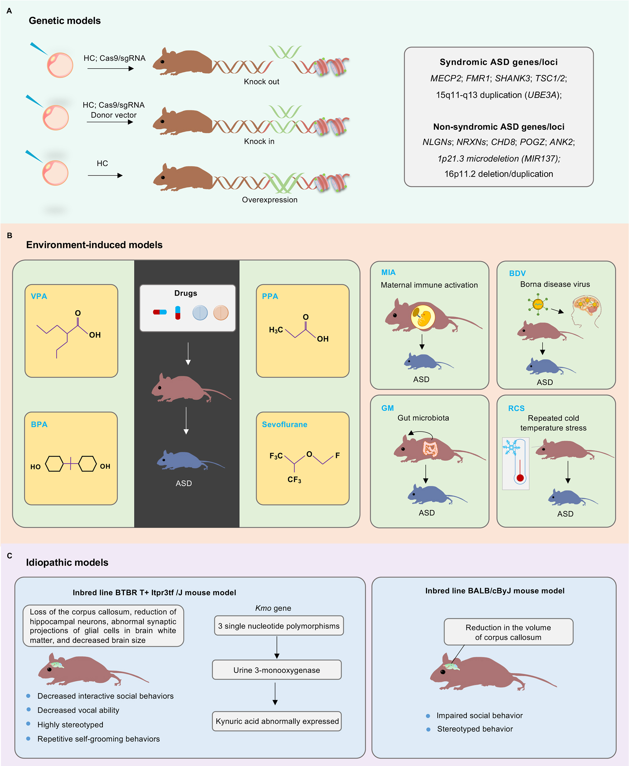 Understanding autism spectrum disorders with animal models