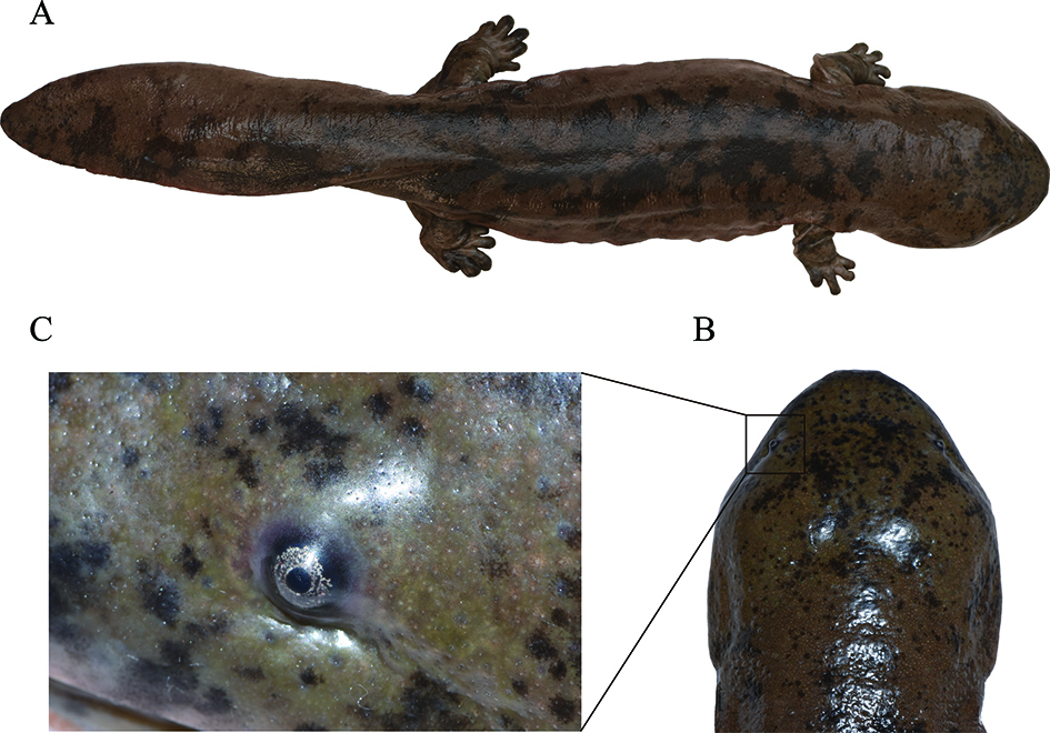Kinesisk Gigantisk Salamander Habitat