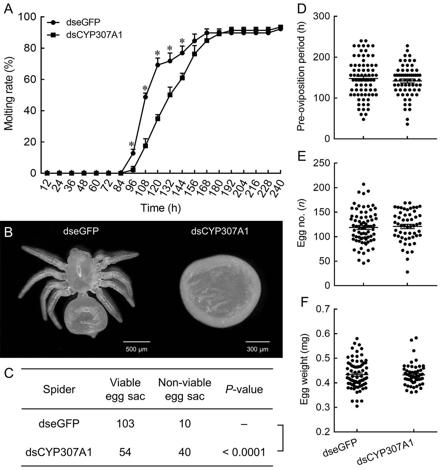 EcR/USP-1-mediated ecdysteroid signaling regulates wolf