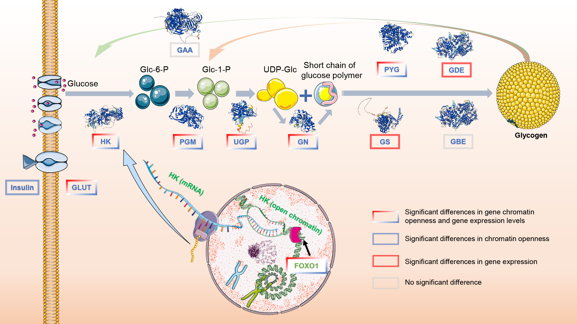 Glycogen Pathway
