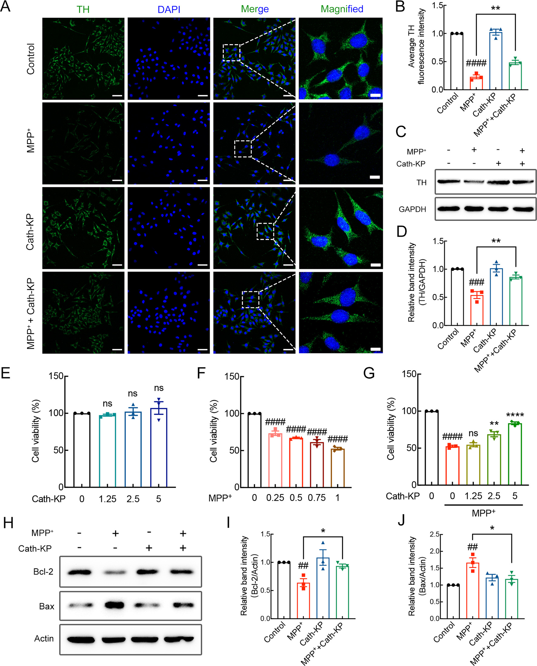Cath-KP, a novel peptide derived from frog skin, prevents