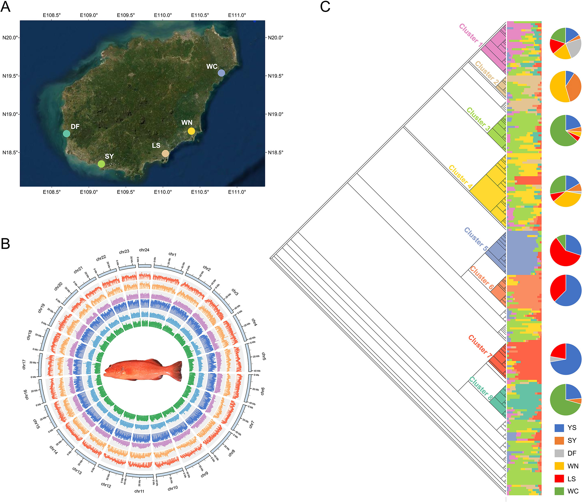 Deciphering the population structure and genetic basis of growth