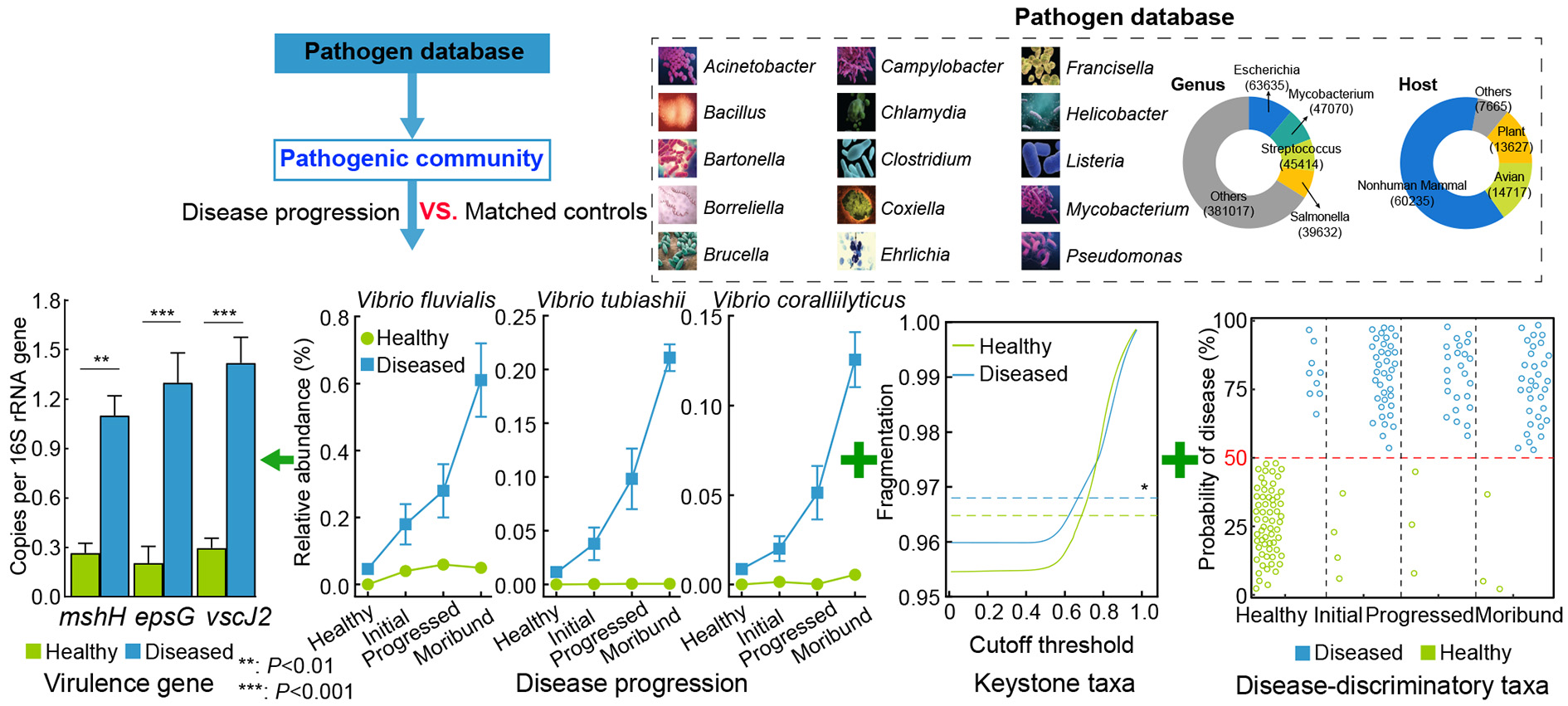 Updated roles of the gut microbiota in exploring shrimp etiology