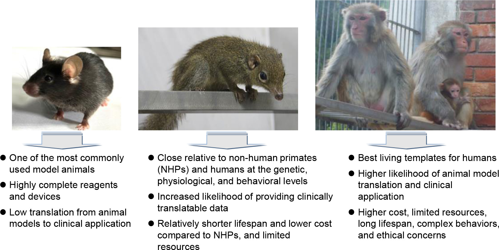 Study of tree shrew biology and models: A booming and