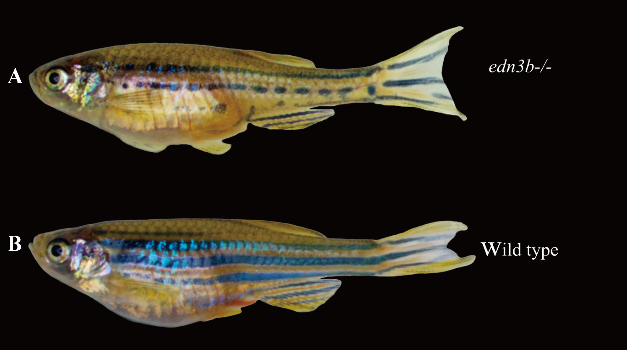 Chromosome-level genome assembly of the glass catfish