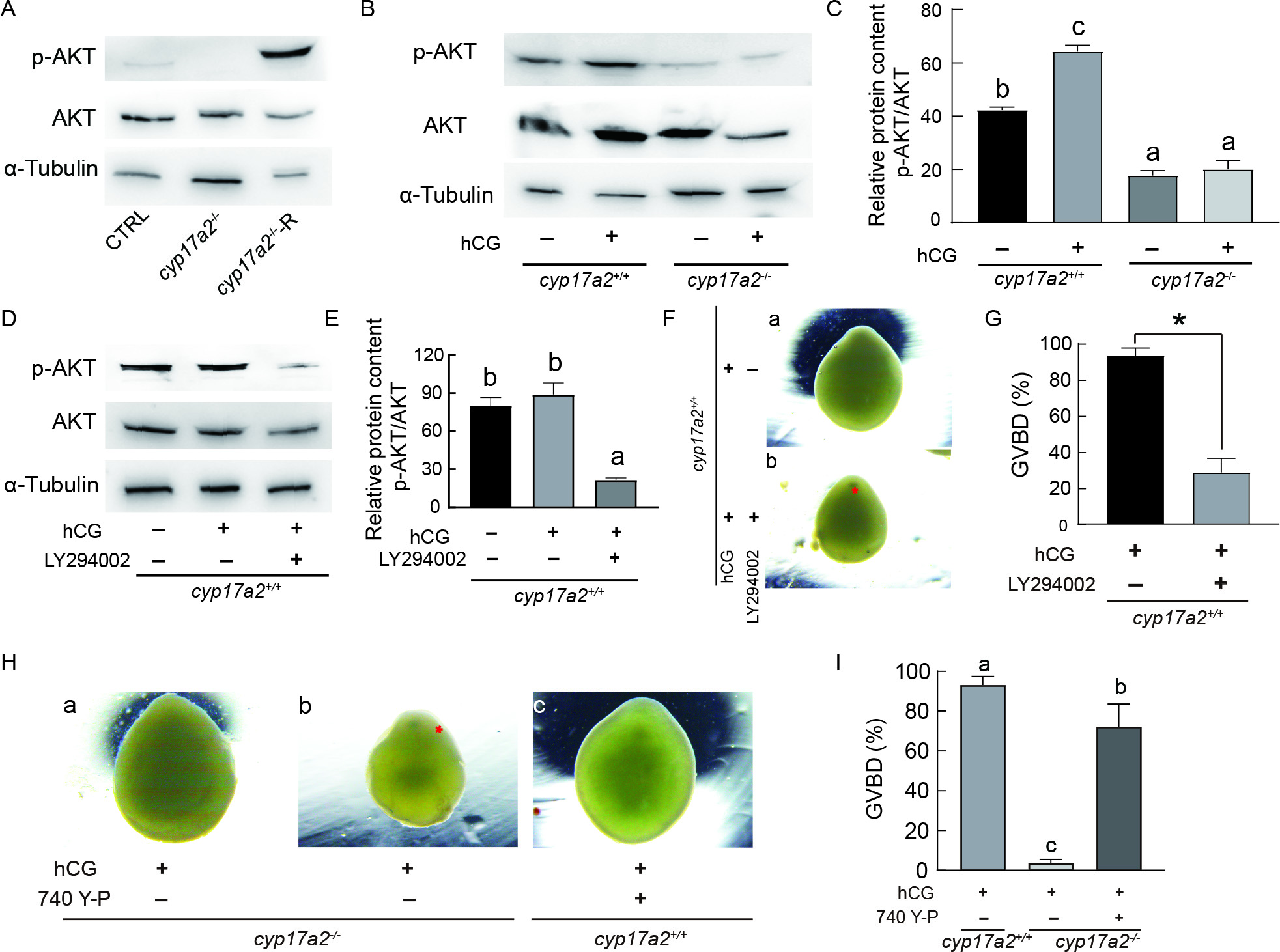 jin Design principles and applications of synthetic self