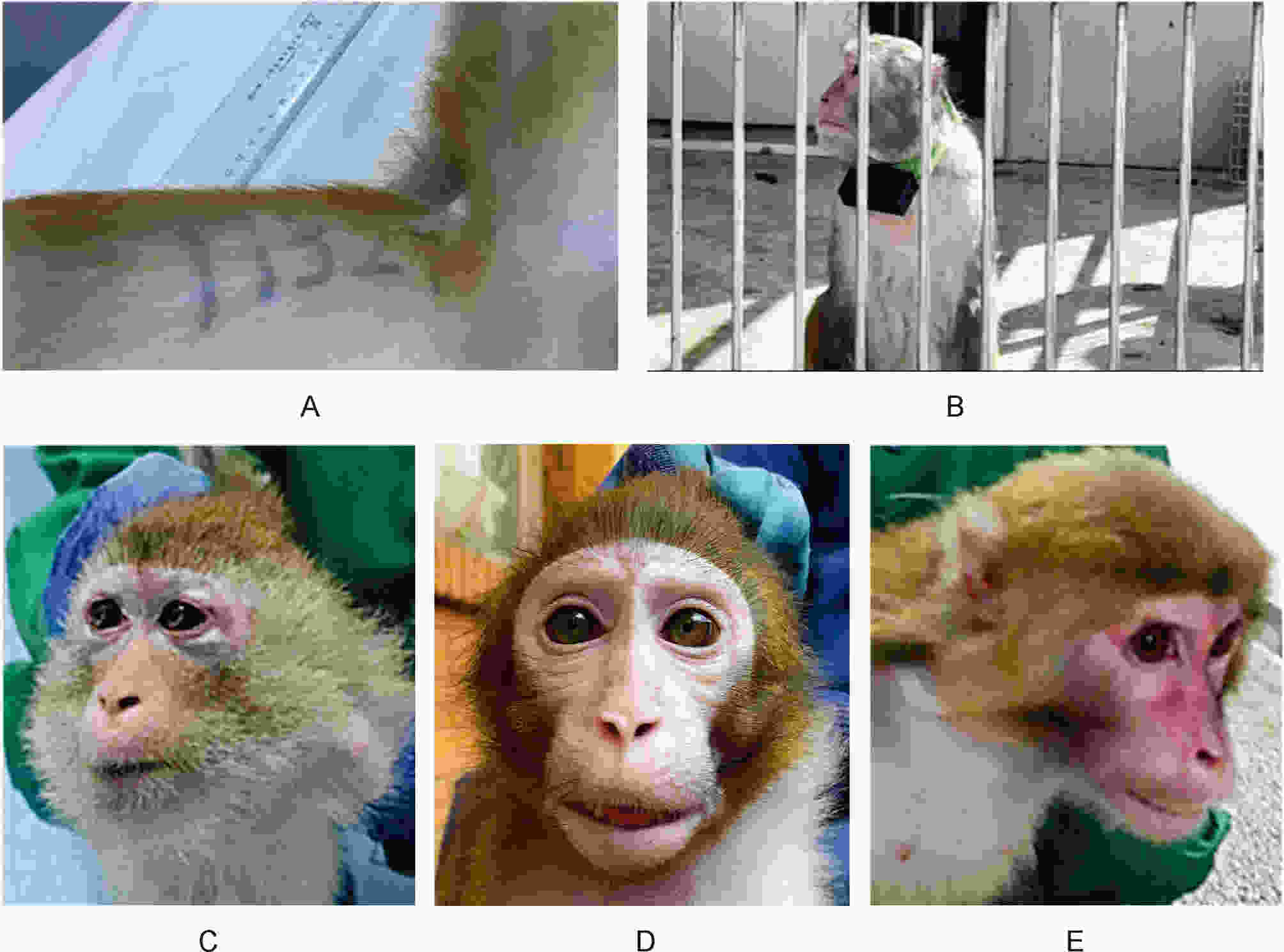Zoological Research Conservation Research European Zoos Are At zoological-research-conservation-research-european-zoos-are-at