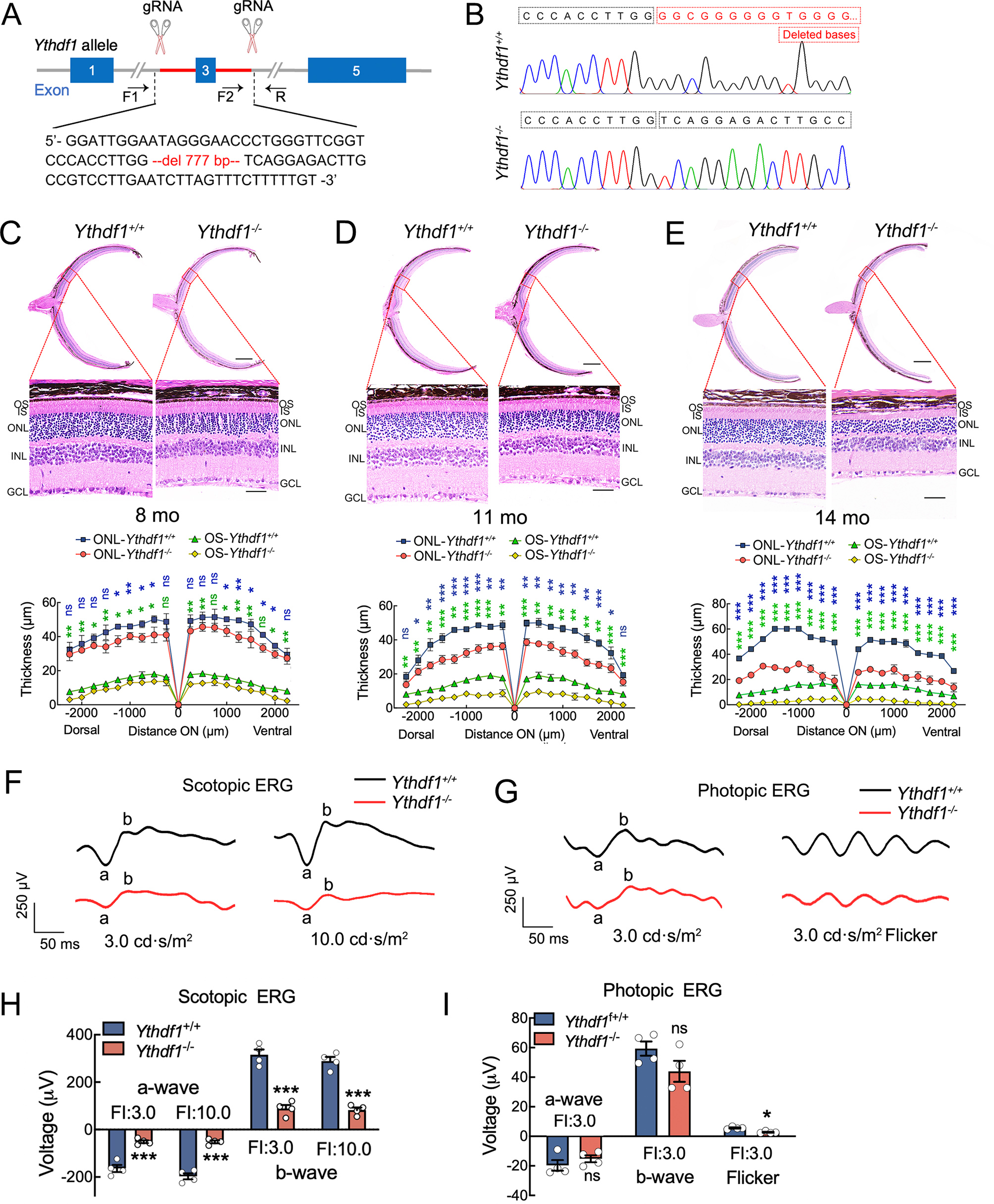 Single-cell sequencing analysis reveals the essential role
