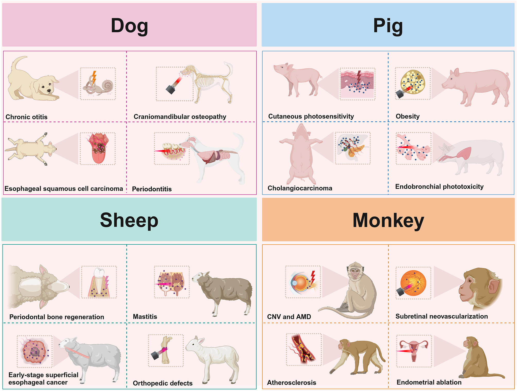 ラビット Large animal models for investigating the applications of