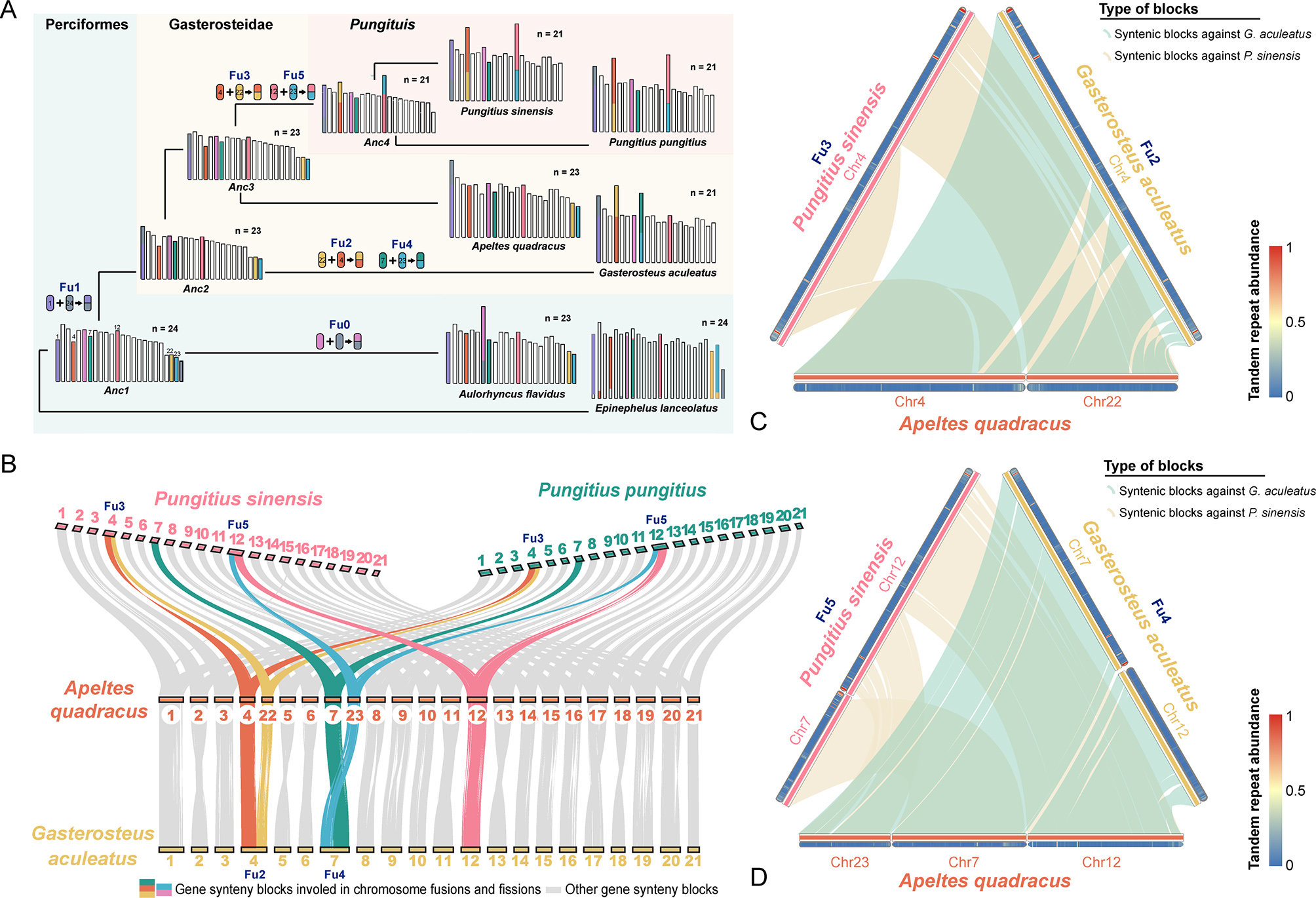 A near telomere-to-telomere genome assembly of the Amur