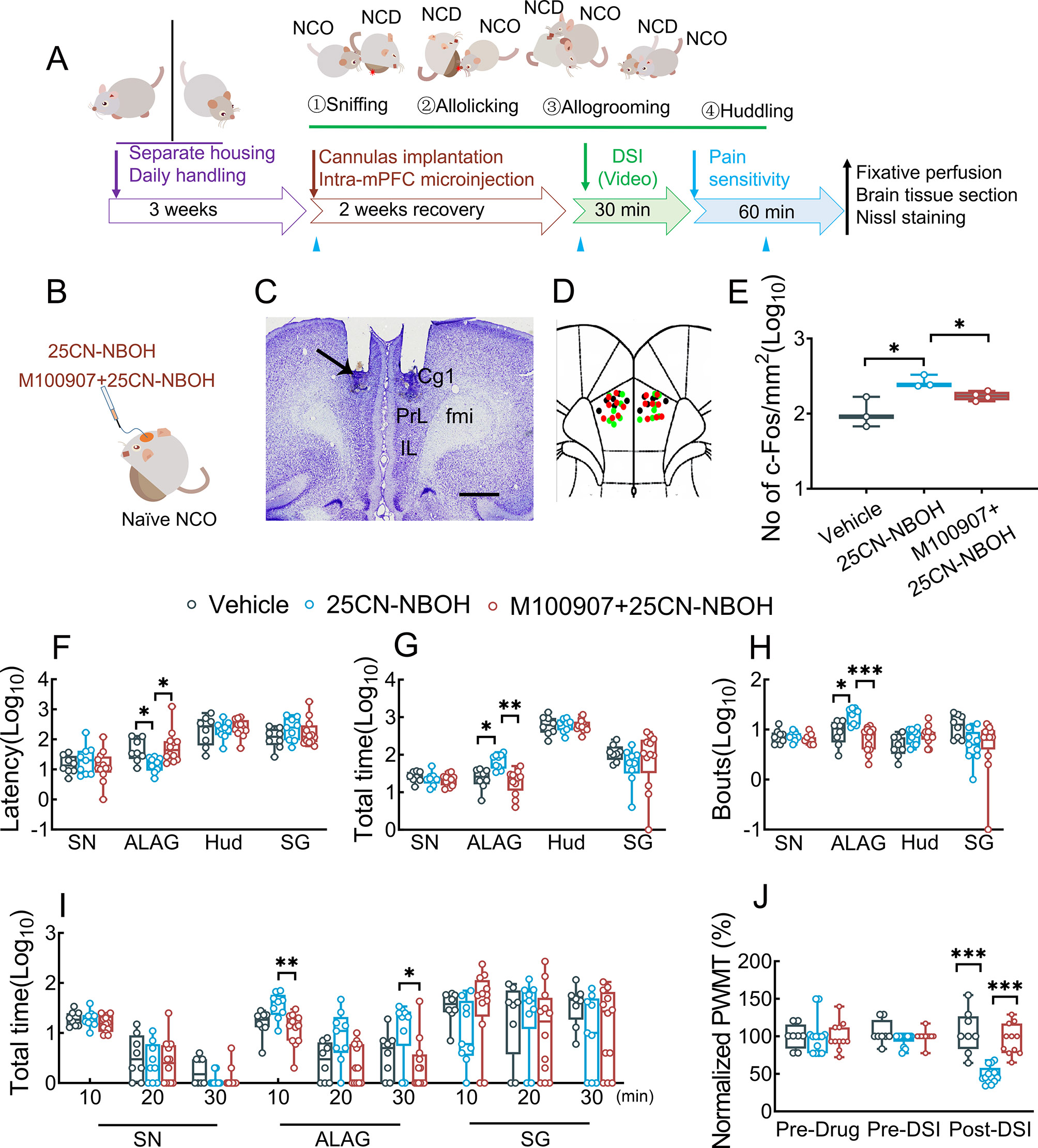 5-HT2A receptor in medial prefrontal cortex mediates pain-related